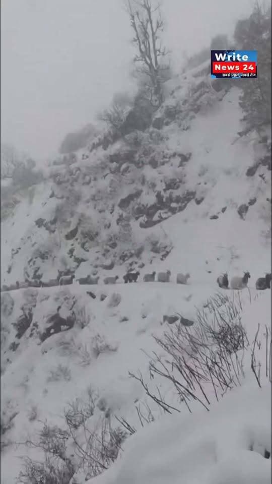 सांगला-डोडरा क्वार के बीच रुपिन पास पर आफत: 12 भेड़पालक फंसे, 300 भेड़-बकरियों ने तोड़ा दम