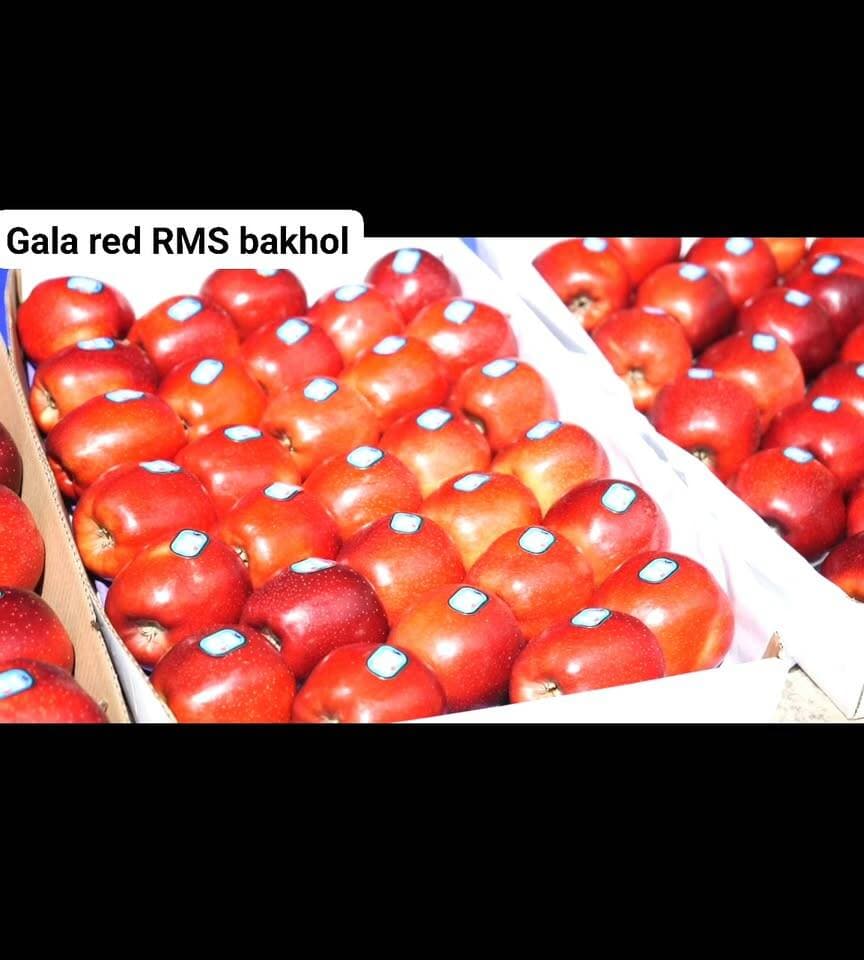 Gaka red RMS bakhol