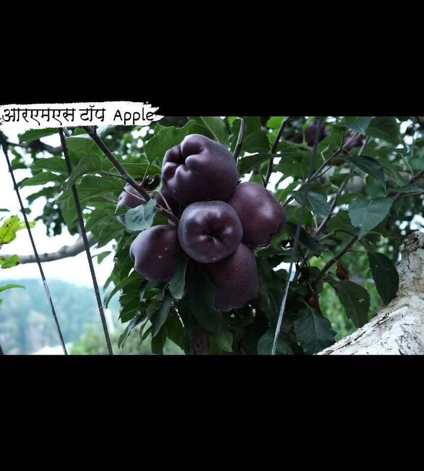 RMS bakhol top class apple