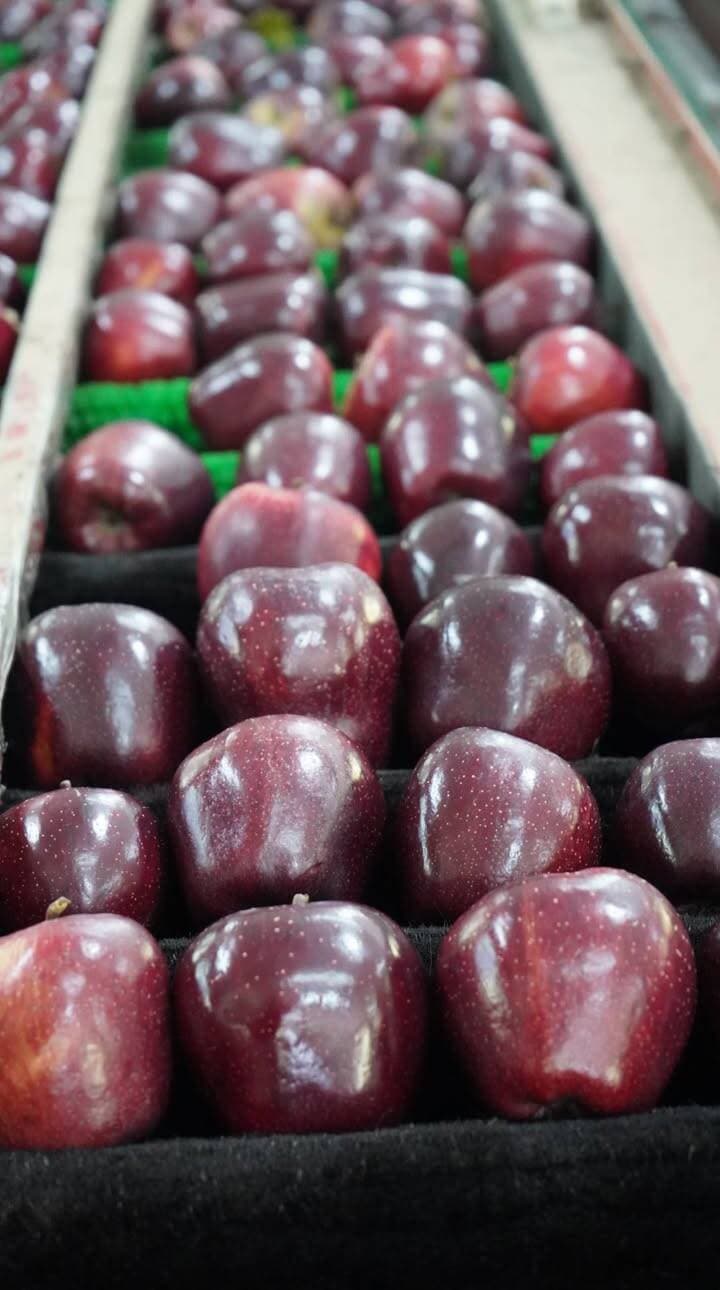 ЁЯНО EARLY RED ONE тАФ RMS BAKHOL ЁЯНО
High-Altitude Apple
Early Red тАв Excellent Colour
Hard & Firm Fruit
Top Choice for High-Hill Orchards
RMS Bakhol тАФ рдЬрд╣рд╛рдБ рдКрдБрдЪрд╛рдИ рдкрд░ рднреА рдХреНрд╡рд╛рд▓рд┐рдЯреА рдФрд░ рдХрд▓рд░ рдХрд╛ рдирдпрд╛ рд╕реНрддрд░ рджреЗрдЦрдиреЗ рдХреЛ рдорд┐рд▓рддрд╛ рд╣реИред ЁЯНОЁЯПФя╕П
#RMSBakhol #EarlyRedOne #HighAltitudeApple #HimachalApples #AppleOrchard