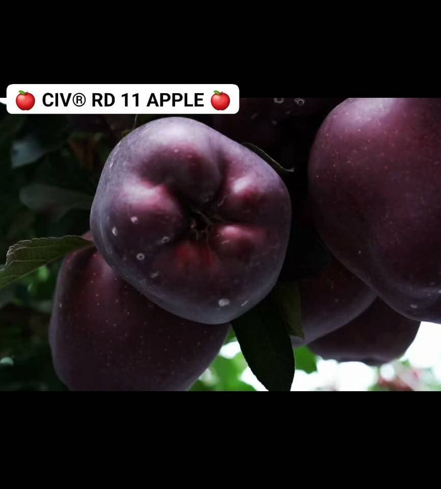 ЁЯНО CIV┬о RD 11 APPLE ЁЯНО
ЁЯМ▒ RMS Orchard, Bakhol тАФ Himachal Pradesh
тЬи 2026 Apple Crop
CIV┬о RD 11 тАФ RMS Bakhol
рдирдИ рдФрд░ рдкреНрд░реАрдорд┐рдпрдо Apple varieties рдХреЗ рд╕рд╛рде рд▓рдЧрд╛рддрд╛рд░ innovation. ЁЯНОЁЯМ┐