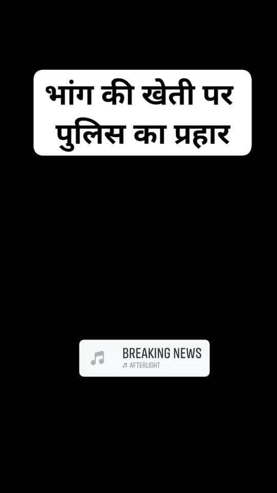 चम्पावत जनपद के सीमांत थाना तामली पुलिस ने पुलिस चौकी मंच क्षेत्र के ग्राम ल्वार्की और हरम में लगभग दो नाली जमीन में की गई भांग की खेती नष्ट की।