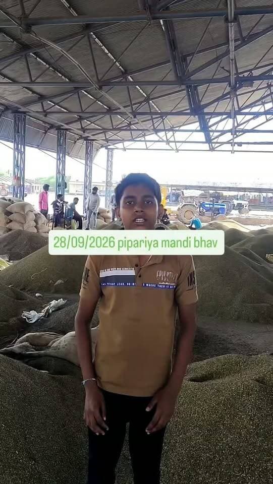 28/09/2026 pipariya mandi #viral #india #mandi #moong #pipariya