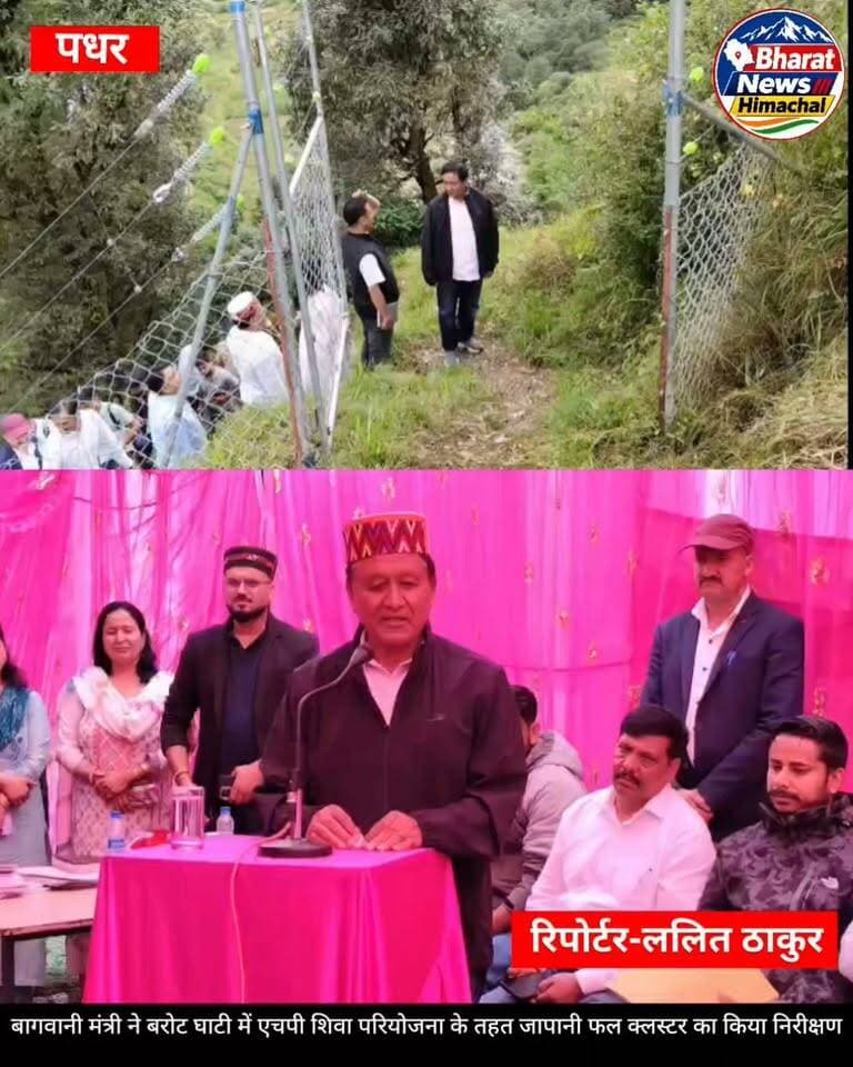 बरोट, पधर:- बागवानी मंत्री ने बरोट घाटी में एचपी शिवा परियोजना के तहत जापानी फल क्लस्टर का किया निरीक्षण