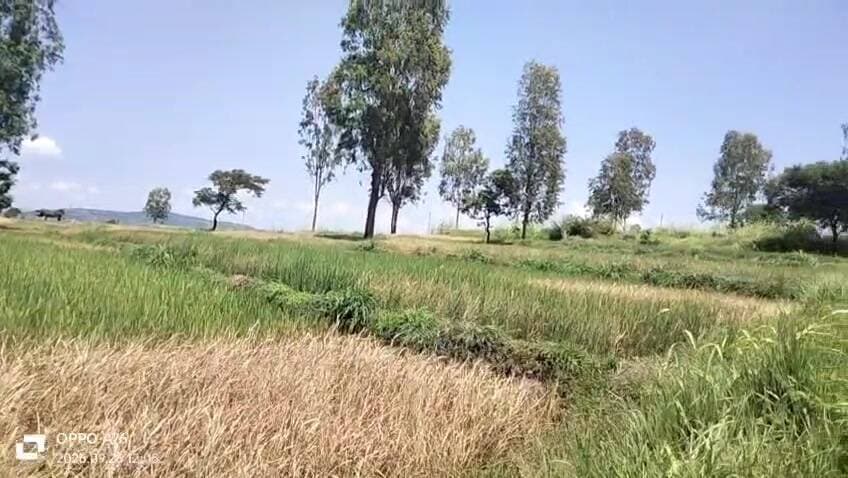 राधानगरी: राधानगरीतील कासारपुतळे भागात भातपिके पावसाअभावी करपली