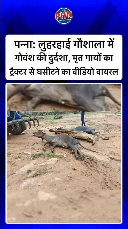 पन्ना: लुहरहाई गौशाला में गोवंश की दुर्दशा, मृत गायों का ट्रैक्टर से घसीटने का वीडियो वायरल