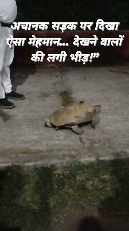 डीडीयू नगर के 17 नंबर रनिंग रूम के समीप सोमवार को तालाब से निकलकर सड़क किनारे टहल रहा एक संरक्षित वन्यजीव कछुआ लोगों के लिए कौतूहल का विषय बन गया। कछुए को देखते ही आसपास मौजूद लोगों की नजर उस पर टिक गई। कुछ लोगों ने उसकी तस्वीरें भी कैमरे में कैद कीं।
स्थानीय लोगों के अनुसार, कछुआ काफी देर तक तालाब के आसपास घूमता रहा। वन्यजीव को देखने के लिए मौके पर लोगों की भीड़ जुट गई। लोगों ने वन विभाग से कछुए को सुरक्षित स्थान पर पहुंचाने की मांग की।
#ViralVideo #TrendingVideo #ViralNews #DDUNagar #Chandauli #Wildlife #Turtle #UPNews #varanasi #reelsvideo
Chandauli Times Facebook Chandauli Samachar कैलाश आचार्य Vicky Verma The Times of India Abhi News
@