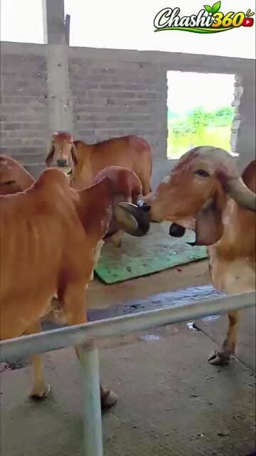 Can You Guess This Cow Breed? 🐄🤔 | ଗାଈର ପ୍ରଜାତି କୁହନ୍ତୁ! #dairyfarm #cowbreed