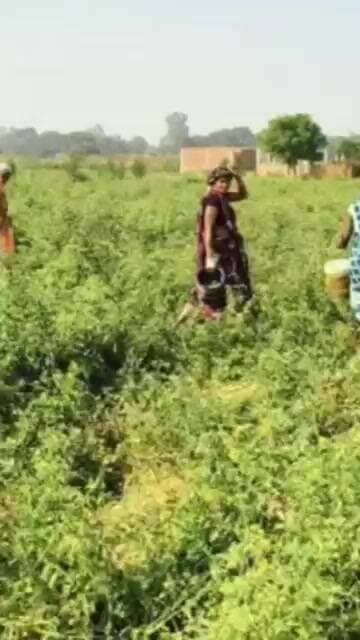 उत्तराखंड में पहली बार जड़ी-बूटी की खेती! किसानों के लिए 25 अक्टूबर तक आवेदन का मौका