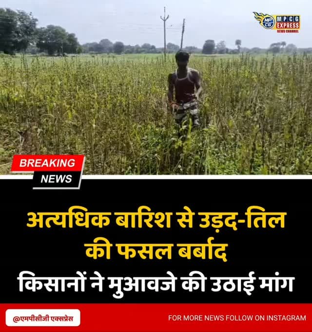अत्यधिक बारिश से उड़द-तिल की फसल बर्बाद, किसानों ने मुआवजे की उठाई मांग
छतरपुर। जिले में पिछले तीन दिनों से लगातार हो रही बारिश ने किसानों की चिंता बढ़ा दी है। राजनगर तहसील क्षेत्र के खैरी, पहाड़ी धूरा, कोटा, ओटा, पूराव, देवगांव, नया गांव, उदयपुर और पीर टिकरी सहित करीब दो दर्जन गांवों में खेतों में खड़ी उड़द और तिल की फसल को भारी नुकसान पहुंचा है। किसानों का कहना है कि लगातार बारिश के कारण खेतों में पानी भरने से उड़द की फसल सड़ गई है और दानों में अंकुरण निकल आया है। इससे फसल पूरी तरह बर्बाद होने की स्थिति में पहुंच गई है।
किसानों ने बताया कि फसल की बोवनी और देखरेख में काफी लागत खर्च की गई थी। अब फसल खराब होने से उनके सामने आर्थिक संकट खड़ा हो गया है और कई किसान कर्ज के बोझ में दब गए हैं। किसान हरि प्रसाद पटेल और जगन्नाथ मोहन पटेल सहित अन्य किसानों ने प्रशासन से प्रभावित खेतों का तत्काल सर्वे कराने की मांग की है। किसानों का कहना है कि सर्वे के आ�