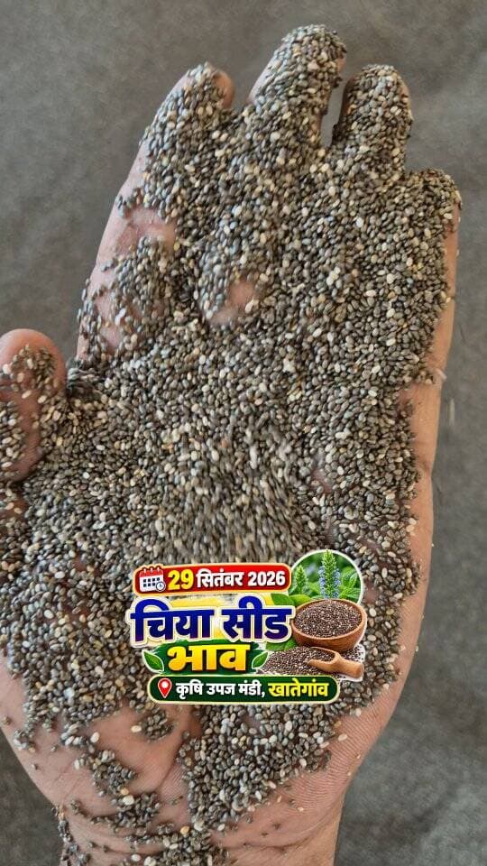29 सितंबर 2026
🌱 चिया सीड का भाव
कृषि उपज मंडी, खातेगांव