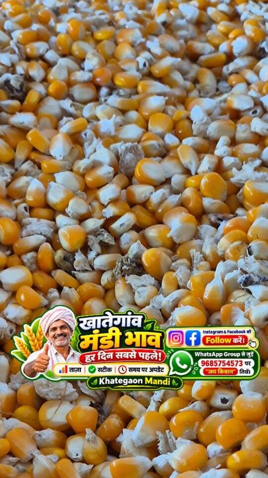 29 सितंबर 2026 | मंडी भाव | कृषि उपज मंडी खातेगांव, जिला-देवास (म.प्र.) Khategaon Mandi • मंडी भाव