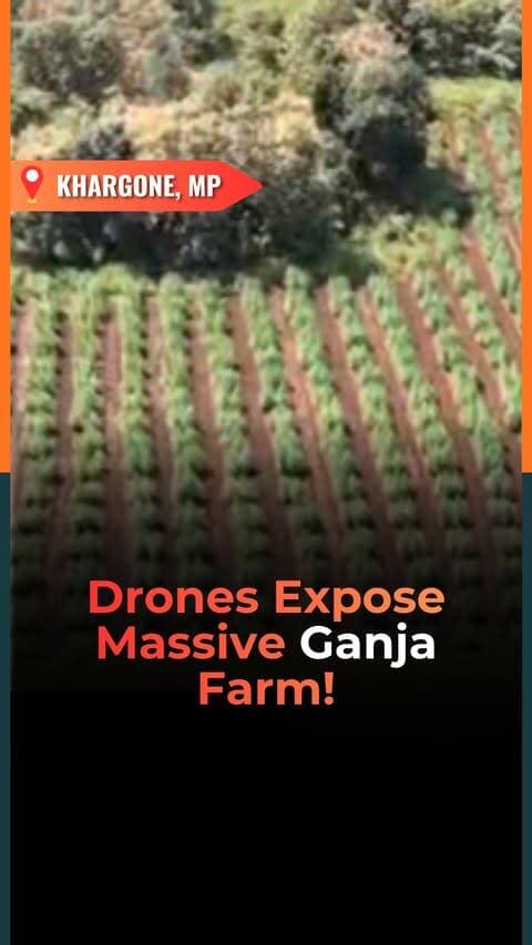 Instead of crops, a field in Madhya Pradesh was allegedly being used to grow marijuana worth crores.
In Khargone, police launched a major crackdown on illegal ganja cultivation under Operation Prahaar.
Police teams used drones to identify the fields in a no-network area and crossed rivers and mountainous terrain to reach the location.
More than 15,000 marijuana plants, weighing around 5,974 kg, were reportedly seized. Police estimated their value at nearly ₹3 crore.
According to Khargone SP Ravindra Verma, a case has been registered against four people under the NDPS Act.
The land reportedly belongs to the Forest Department and had been leased to the four accused, who are currently absconding.
What do you think about this massive crackdown? Tell us in the comments.
Follow @vygrofficial for the latest updates!
(Khargone marijuana bust, MP police drug raid, Khargone ganja farming, Operation Prahaar MP, Khargone SP Ravindra Verma, NDPS Act Khargone, Madhya Pradesh crime news, Vygr News)
#VYGRNews #Khargone #MPPolice #DrugBust #OperationPrahaar