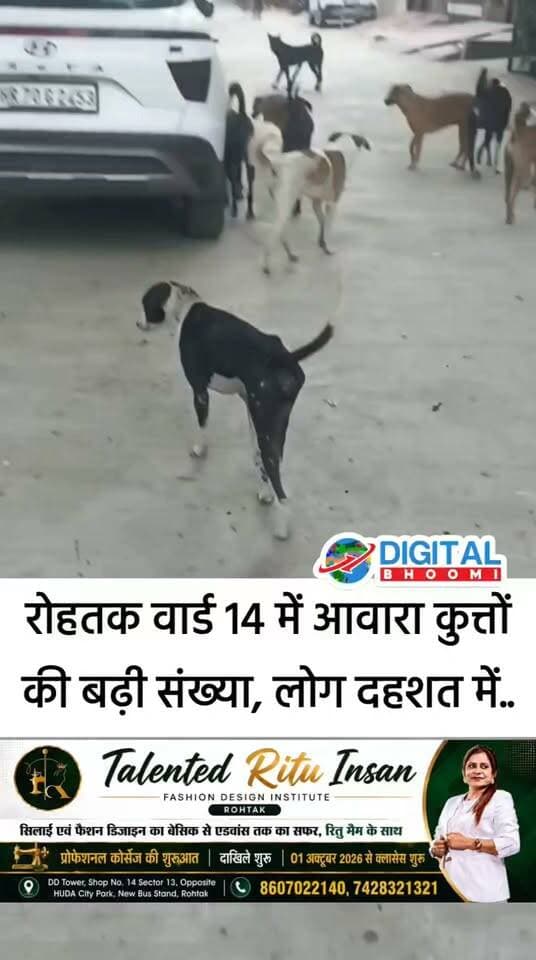 रोहतक वार्ड 14 में आवारा कुत्तों की बढ़ी संख्या, सुभाष नगरवासियों ने नगर निगम से अभियान चलाने की अपील