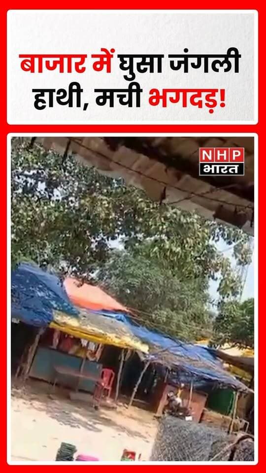 जंगली हाथी के बाजार में घुसने से लोगों में अफरा-तफरी मच गई। हाथी को देखकर लोग सुरक्षित जगहों की ओर भागते नजर आए। घटना का वीडियो सोशल मीडिया पर वायरल बताया जा रहा है।
.
.
.
.
#WildElephant #ElephantInMarket #ElephantAttack #WildlifeNews #ElephantViralVideo #AnimalAlert #ViralVideo #nhpbharat