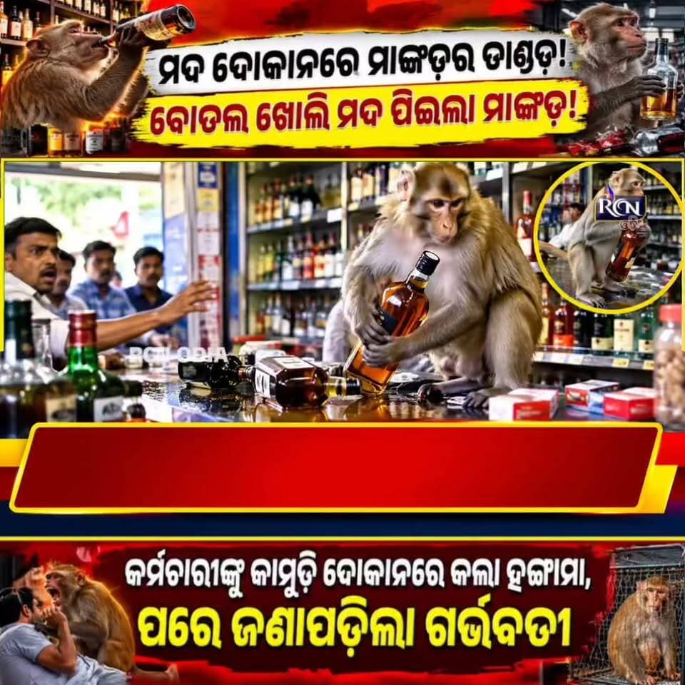 🐒🍾 ମଦ ଦୋକାନରେ ମାଙ୍କଡ଼ର ତାଣ୍ଡବ!
ମଦ ଦୋକାନରେ ପଶିଲା… ବୋତଲ ଖୋଲି ମଦ ପିଇଲା! 😱
ତା’ପରେ କର୍ମଚାରୀଙ୍କୁ କାମୁଡ଼ି ଦୋକାନ ଭିତରେ କଲା ହଙ୍ଗାମା। ପ୍ରାୟ ଅଢ଼େଇ ଘଣ୍ଟା ପରେ ବନ ବିଭାଗ ଟିମ୍ର ରେସ୍କ୍ୟୁ। 🐒🚨
ଆହୁରି ଆଶ୍ଚର୍ଯ୍ୟର କଥା—ଯାଞ୍ଚ ପରେ ମାଙ୍କଡ଼ଟି ଗର୍ଭବତୀ ଥିବା ସୂଚନା ମିଳିଛି।
📍 ରାଞ୍ଚି, ଝାଡ଼ଖଣ୍ଡ
👇 ଏଭଳି ଅଜବ ଘଟଣା ବିଷୟରେ ଆପଣଙ୍କ ମତ କ’ଣ?
#Monkey #Ranchi #Jharkhand #ViralNews #OdiaNews #RCNODIA #TrendingNews