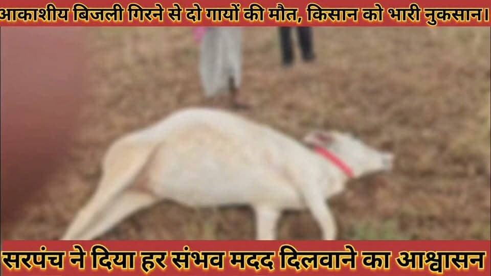 #आकाशीय_बिजली_गिरने_से_दो_गायों_की_मौत_किसान_को #भारी_नुकसान_सरपंच_ने_हर_संभव_मदद_का_दिया_आश्वासन
#aakashiy #bijali #girne #se #do #gayo #ki #mout #kisan #ko #bhari #nuksan #sarpanch #ne #har #sambhav #madad #ka #diya #aashvashan #news #didwanajila