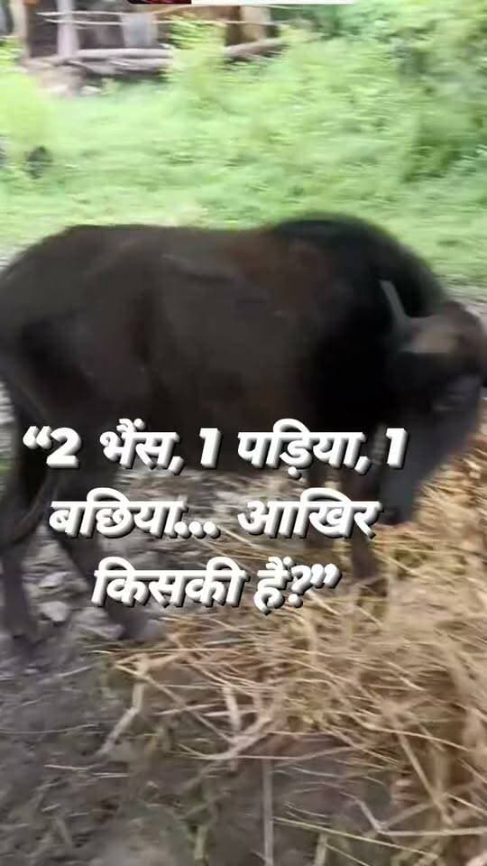 पिपरिया खुर्द में मिले 4 पशु, मालिक की तलाश
रैपुरा थाना क्षेत्र, जिला पन्ना
पन्ना जिले के रैपुरा थाना क्षेत्र अंतर्गत पिपरिया खुर्द गांव में कुल 4 पशु मिले हैं, जिनमें 2 बड़ी भैंसें, 1 पड़िया और 1 बछिया शामिल हैं।
ये सभी पशु फिलहाल ललित लोधी के घर पर बंधे हुए हैं।
यदि इनमें से कोई पशु आपका है या आप इनके मालिक को जानते हैं, तो कृपया ललित लोधी से संपर्क करें।
इस सूचना को अधिक से अधिक शेयर करें, ताकि पशुओं के वास्तविक मालिक तक यह जानकारी पहुंच सके।
#पिपरियाखुर्द #रैपुरा #पन्ना #पशुमालिक #मालिककीतलाश