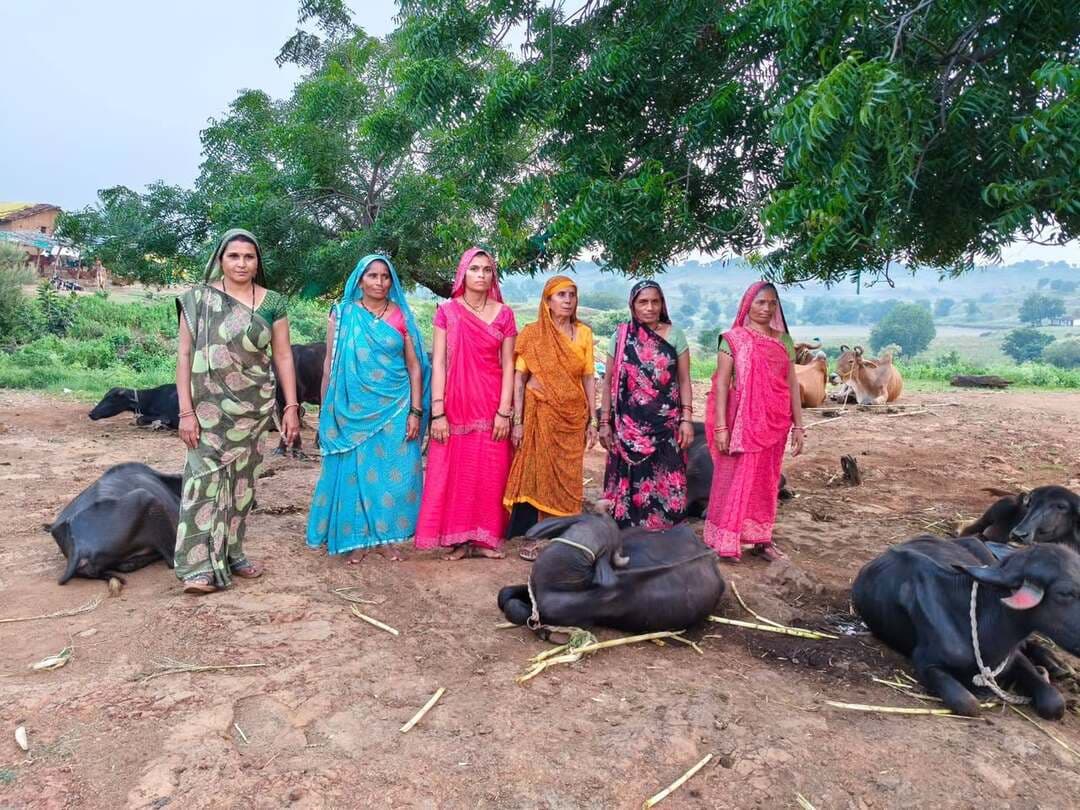 *कहानी बदलाव की*
*आजीविका मिशन के अंतर्गत सामूहिक उद्यम से बदली बड़वानी जिले की ग्रामीण महिलाओं की तस्वीर*
............
*ठीकरी के ग्राम सुराना में खोड़ियार समूह की भैंस पालन और दुग्ध उत्पादन पहल बनी आर्थिक संबल*
बड़वानी 29 सितम्बर 2026/ जब ग्रामीण महिलाओं के हाथों में हुनर, आजीविका के साधन और परस्पर सहयोग का संबल मिल जाता है, तो वे न केवल अपनी तकदीर बदल देती हैं, बल्कि पूरे समाज की तस्वीर भी बदल देती हैं। इसी बदलाव की जीवंत मिसाल पेश कर रहा है, बड़वानी जिले के विकासखंड ठीकरी के अंतर्गत आने वाली ग्राम पंचायत सुराना का खोड़ियार आजीविका समूह।
इस समूह की महिलाओं ने यह साबित कर दिया है कि पारंपरिक जीवन शैली और आजीविका की सीमाओं से बाहर निकलकर यदि सामूहिक प्रयास किए जाएं, तो आर्थिक स्वावलंबन का मार्ग स्वतः प्रशस्त हो जाता है। इन महिलाओं ने पशुपालन जैसे पारंपरिक क्षेत्र को आधुनिक और व्यावसायिक रूप देते हुए सामूहिक भैंस पालन और दुग्ध उत्पादन को अपने स्वरोजगार का मुख्य आधार बनाया है। मध्य प्रदेश शासन द्वारा संचालित राज्य ग्रामीण आजीविका मिशन के मार्गदर्शन और आपसी एकजुटता के बल पर इन महिलाओं ने चूल्हे-चौके की सीमाओं को लांघकर आर्थिक आत्मनिर्भरता की ओर एक मजबूत कदम बढ़ाया है। आज इनकी यह सामूहिक पहल न केवल उनके परिवारों को आर्थिक संबल प्रदान कर रही है, बल्कि ग्रामीण अर्थव्यवस्था को भी नई गति दे रही है।
#JansamparkMP
#Badwani