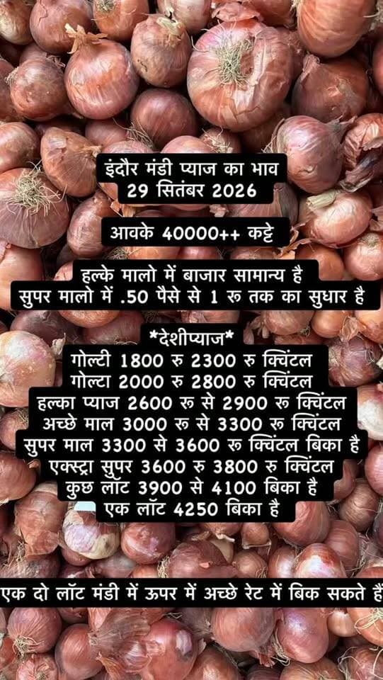 इंदौर मंडी प्याज का भाव
29 सितंबर 2026
आवके 40000++ कट्टे
हल्के मालो में बाजार सामान्य है
सुपर मालो में .50 पैसे से 1 रू तक का सुधार है
*देशीप्याज*
गोल्टी 1800 रु 2300 रु क्विंटल
गोल्टा 2000 रु 2800 रु क्विंटल
हल्का प्याज 2600 रू से 2900 रू क्विंटल
अच्छे माल 3000 रू से 3300 रू क्विंटल
सुपर माल 3300 से 3600 रू क्विंटल बिका है
एक्स्ट्रा सुपर 3600 रु 3800 रु क्विंटल
कुछ लॉट 3900 से 4100 बिका है
एक लॉट 4250 बिका है
एक दो लॉट मंडी में ऊपर में अच्छे रेट में बिक सकते हैं
#viralreels #viralreelsvideo #trending #reelkarofeelkaro #mandibhavkalapipal