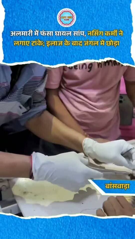 बांसवाड़ा। महात्मा गांधी अस्पताल के गायनिक वार्ड में मंगलवार को अलमारी के पीछे फंसे एक घायल सांप का रेस्क्यू कर उसे नया जीवन दिया गया। सांप अलमारी के बीच फंसने से गंभीर रूप से घायल हो गया था, जिससे वार्ड में अफरा-तफरी मच गई। नर्सिंग स्टाफ ने स्थानीय गौ सेवा जीव दया संस्थान के कार्यकर्ताओं को सूचना दी। कार्यकर्ताओं ने मौके पर पहुंचकर कड़ी मशक्कत से सांप को सुरक्षित बाहर निकाला। उसकी गंभीर हालत देखकर अस्पताल के नर्सिंग कर्मी विपिन चौबीसा ने संवेदनशीलता दिखाते हुए घाव का प्राथमिक उपचार किया और टांके लगाए। उपचार के बाद सांप की हालत में सुधार हुआ। बाद में उसे सुरक्षित वन क्षेत्र में छोड़ दिया गया।
#Banswara #MahatmaGandhiHospital #SnakeRescue #AnimalRescue #WildlifeSafety