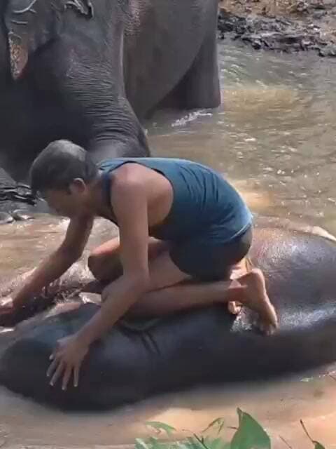 मध्य प्रदेश के मुखिया डॉक्टर मोहन यादव के प्रिय कृष्ण गज और उसके महावत की मस्ती