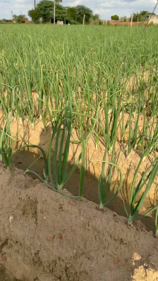 मात्र 26 दिन की प्याज
टॉप
#रील #अलवर #प्याज