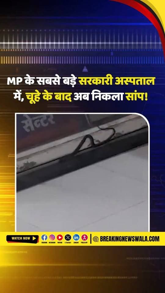 #अस्पताल में सांप ने मचाई दहशत! चूहे से नवजात को नुकसान के बाद सांप ने खोली व्यवस्था की पोल वीडियो वायरल; देखें! VIDEO
#breakingnewswala #MPNews #ViralVideo