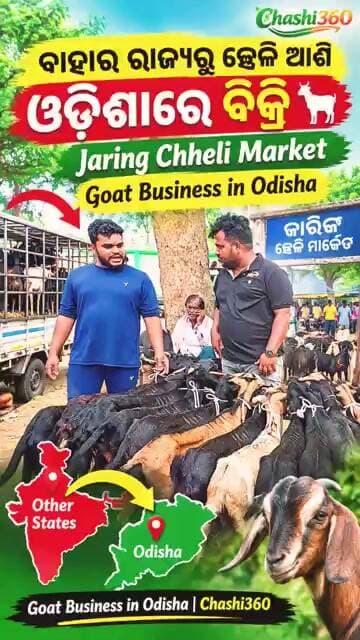 ବାହାର ରାଜ୍ୟରୁ ଛେଳି ଆଣି ଓଡ଼ିଶାରେ ବିକ୍ରି 🐐 | Jaring Chheli Market | Goat Business in Odisha |