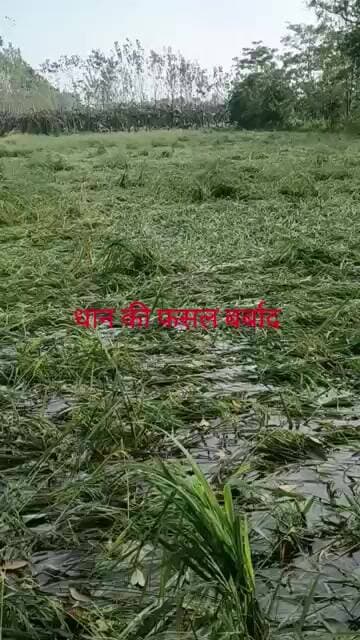 धान की फसल बर्बाद गांजर की हकीकत