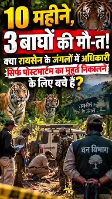 10 महीने, 3 बाघों की मौत! क्या अधिकारी सिर्फ पोस्टमार्टम का मुहूर्त निकालने के लिए बचे हैं?