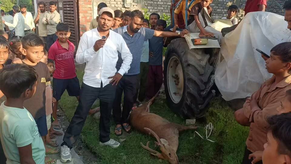 बाराकोली रेंज से बारहसिंगा का बच्चा भटक गया , अवारा कुत्तों ने नोचा और जान बचाने के चक्कर में दीवार से टकरा कर चोटिल हो गया ..
ग्राम वासियों के मुताबिक लगभग 10-15 मिनट तक तड़पने के बाद इसकी मौत हो गई ..
सूचना मिलते वन विभाग की टीम मौके पर पहुंच गई ।
स्थानीय ढोला वन चौकी पर टोल फ्री No. से सूचना लेट होने पर ग्रामीण नाराज हुए ।
#सितारगंज #अजीतपुर #उत्तराखंडफोरेस्ट
#वनविभाग #dholaवनचौकी
#उत्तराखंड #viral