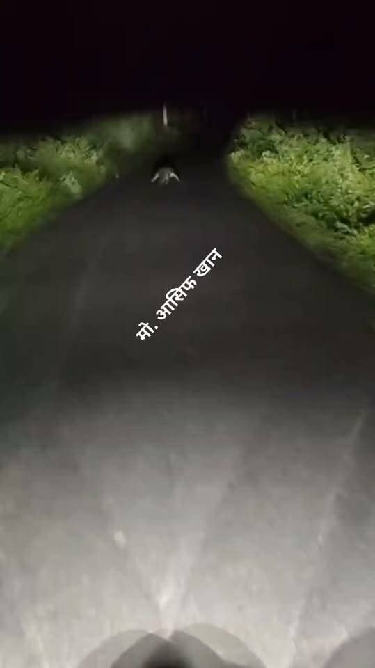 🐊 सड़क पर अचानक दिखा भारी-भरकम मगरमच्छ! वीडियो वायरल होते ही ग्रामीणों में दहशत 😨
बलरई थाना क्षेत्र में बलरई-ब्राह्मणी देवी मार्ग पर खारजा झाल स्थित सप्तधारा कुंड के पास मंगलवार शाम सड़क पर मगरमच्छ दिखाई देने का वीडियो सोशल मीडिया पर वायरल हो रहा है।
इस मार्ग से रोजाना सैकड़ों लोगों का आवागमन होता है। ग्रामीणों ने मामले की सूचना बलरई थानाध्यक्ष आलोक कुमार सिंह को दी, जिसके बाद वन विभाग को जानकारी देकर रेस्क्यू टीम भेजने का अनुरोध किया गया है।
ग्रामीणों के मुताबिक, सप्तधारा कुंड और आसपास के जलभराव वाले क्षेत्र में पहले भी मगरमच्छ होने की आशंका जताई जाती रही है।
⚠️ हालांकि, दैनिक जागरण वायरल वीडियो की पुष्टि नहीं करता है।
💬 आपके गांव या आसपास भी कभी मगरमच्छ दिखाई दिया है? कमेंट में बताएं।
😨🐊 सावधानी जरूरी, खासकर जलभराव वाले क्षेत्रों और सुनसान रास्तों पर।
#DPSChannel #Jaswantnagar #Etawah #मगरमच्छ #ViralVideo