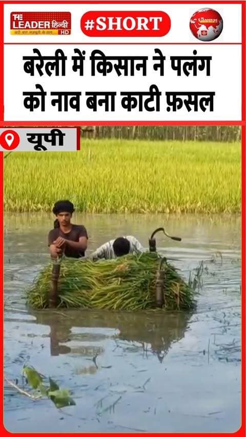 खेत में चार फीट तक घुसा का पानी | 29 Sep 2026 #bareilly #farmer #rainfall #loss #viralshorts #uttarpradesh #shorts