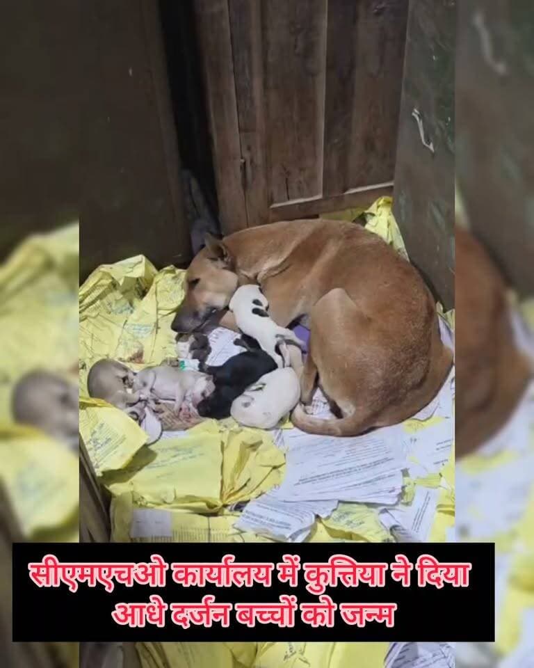 छतरपुर सीएमएचओ कार्यालय में कुतिया ने दिया आधे दर्जन बच्चो की जन्म ,कार्यालय बना चर्चा का विषय ,अधिकारियों ने बोलने से किया इनकार