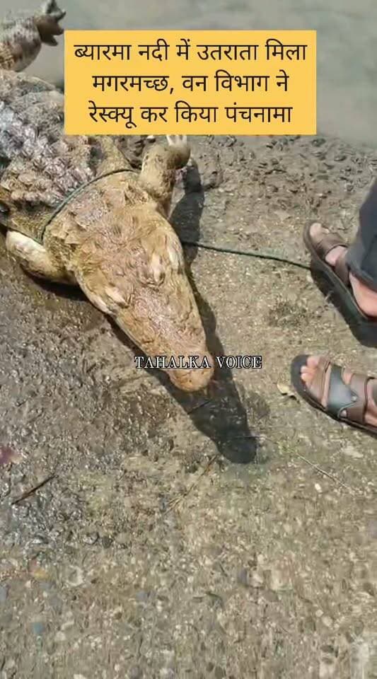 खर्रा घाट इमलिया में नदी में बहता मिला मगरमच्छ का शव, ग्रामीणों में मचा हड़कंप
व्यारमा नदी के स्टॉप डैम के ओवरफ्लो पर मिला शव, वन विभाग ने पोस्टमार्टम के लिए भेजा
दमोह। दमोह रेंज के खर्रा घाट इमलिया स्थित बड़े पुल के पास मंगलवार सुबह व्यारमा नदी के स्टॉप डैम के ओवरफ्लो हिस्से में मगरमच्छ का शव मिलने से ग्रामीणों में हड़कंप मच गया। नदी की ओर पहुंचे ग्रामीणों ने पानी में मगरमच्छ का शव देखा, जिसके बाद मौके पर भीड़ जुट गई। सूचना पर रेंजर विक्रम चौधरी के नेतृत्व में वन विभाग की टीम पहुंची और शव को कब्जे में लेकर जांच शुरू की। प्रारंभिक जांच में आशंका जताई गई है कि मगरमच्छ नदी के बहाव में बहकर यहां पहुंचा। अधिकारियों के अनुसार प्रथम दृष्टया मौत प्राकृतिक प्रतीत हो रही है। हालांकि वास्तविक कारण स्पष्ट करने के लिए शव का पोस्टमार्टम और आवश्यक सैंपलिंग कराई जा रही है। रिपोर्ट आने के बाद मौत का कारण स्पष्ट होगा।