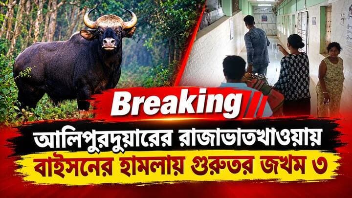 #BreakingNews আলিপুরদুয়ারের রাজাভতখওয়া বাইসনের হা/ম/লায় গুরুতর জ/খ/ম ৩
#BTR #highlightseveryone #RAJABHATKHAWA #bysonattack