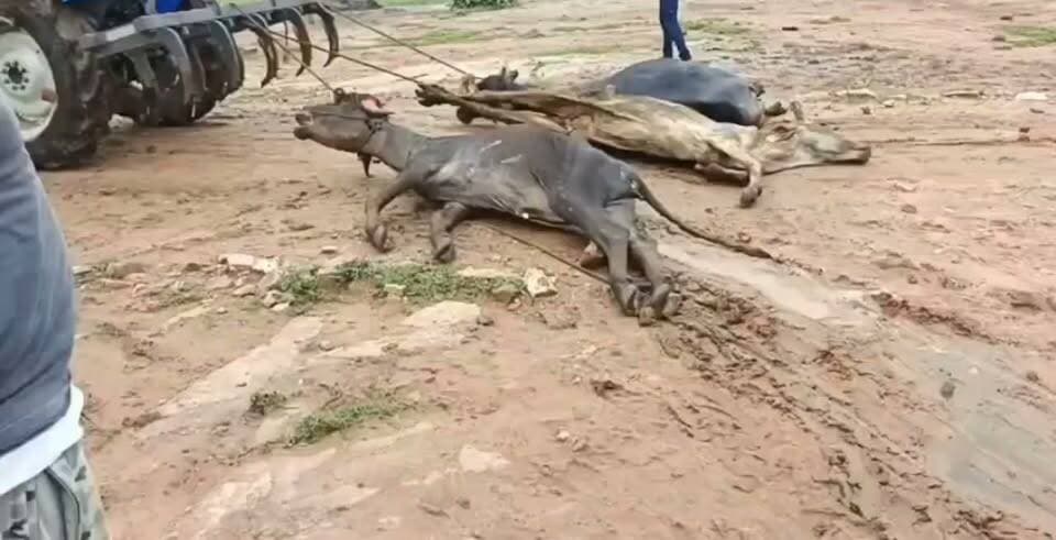 मध्य प्रदेश की गौशाला में अमानविय चेहरा मृत गाय को ट्रैक्टर से घसीटने का वीडियो वायरल