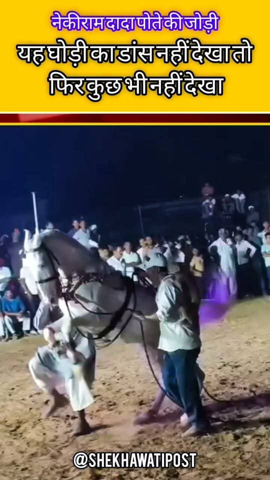 यह घोड़ी का डांस नहीं देखा तो फिर कुछ भी नहीं देखा#trading #viral #shortvideo #instagram #viralvideos