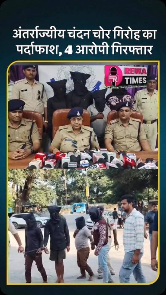 अंतर्राज्यीय चंदन चोर गिरोह का पर्दाफाश, 4 आरोपी गिरफ्तार अमहिया पुलिस को मिली कामयाबी
57 किलो कीमती चंदन की लकड़ी और धारदार हथियार बरामद
5 लाख 70 हजार रुपये बताई जा रही जब्त चंदन की अनुमानित कीमत
रीवा पुलिस ने शहर में सक्रिय अंतर्राज्यीय चंदन चोर गिरोह का पर्दाफाश करते हुए 4 शातिर चोरों को गिरफ्तार करने में सफलता हासिल की है। पुलिस ने आरोपियों के कब्जे से भारी मात्रा में कीमती चंदन की लकड़ी और वारदात में इस्तेमाल किए गए औजार जब्त किए हैं।
बंगले के परिसर से काटे थे पेड़
खुलासा करते हुते अतिरिक्त पुलिस अधीक्षक भावना मरावी ने खुलासा करते हुए बताई की गत 17 सितंबर को थाना अमहिया अंतर्गत सिविल लाइन कॉलोनी के सामने स्थित एक बंगले के परिसर से अज्ञात चोरों ने कीमती चंदन का पेड़ काट लिया था। फरियादी की शिकायत पर मामला दर्ज कर पुलिस जांच में जुटी थी।
अमहिया थाना प्रभारीनिरीक्षक मनोज गौतम के नेतृत्व में एक विशेष टीम गठित की गई। तकनीकी साक्ष्य�