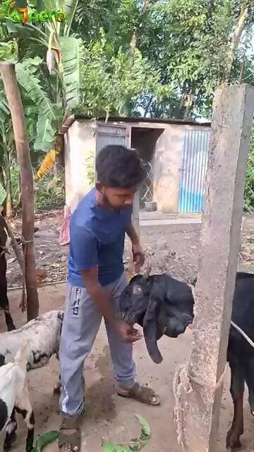 ছাগল বিক্রি আছে #ajagro #goatfarming #goatfarm