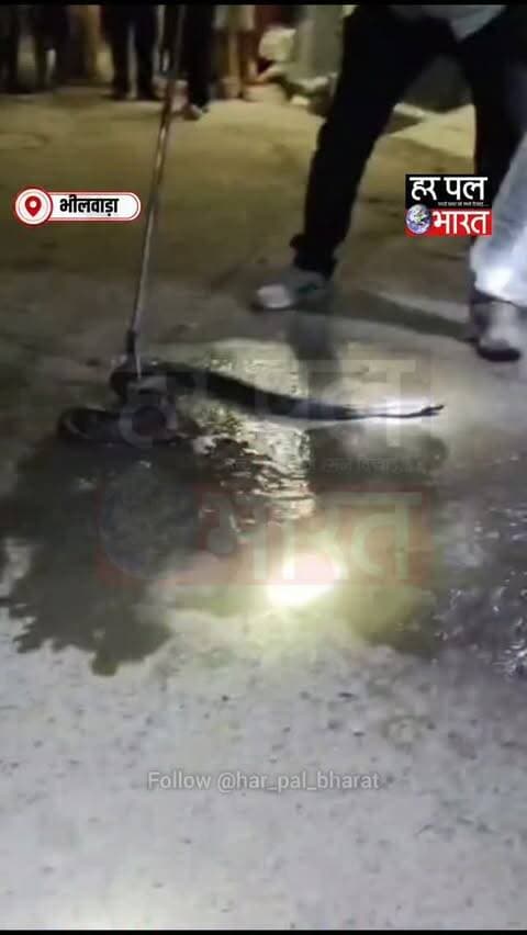 🐍 संतोष कॉलोनी में 6 फीट लंबा ब्लैक कोबरा!
अजूबा नर्सरी के पास खाली प्लॉट में ब्लैक कोबरा निकलने से मचा हड़कंप। सांप को देखने के लिए मौके पर लोगों की भीड़ जुट गई। सूचना पर सर्पमित्र आयुष और अजय पहुंचे और करीब 6 फीट लंबे कोबरा का सुरक्षित रेस्क्यू किया। बाद में सांप को सुरक्षित जंगल में छोड़ दिया गया।
📍 संतोष कॉलोनी
🐍 रेस्क्यू: सर्पमित्र आयुष और अजय
#BlackCobra #SnakeRescue #CobraRescue #SantoshColony #Bhilwara HarPalBharat SnakeRescueTeam