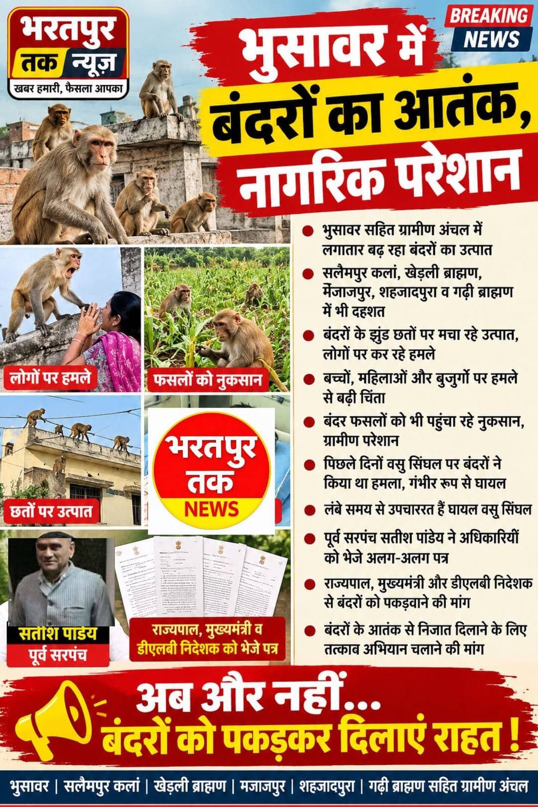 बंदरों के आतंक से परेशान भुसावर सहित ग्रामीण अंचल के नागरिक
भुसावर। कस्बा भुसावर सहित सलैमपुर कलां, खेड़ली ब्राह्मण, मजाजपुर, शहजादपुरा और गढ़ी ब्राह्मण क्षेत्र में बंदरों के बढ़ते आतंक से आमजन परेशान हैं। ग्रामीणों का कहना है कि बंदरों के झुंड आए दिन मकानों की छतों पर उत्पात मचाते हैं और लोगों पर हमला कर उन्हें घायल कर देते हैं। सबसे अधिक परेशानी बच्चों, महिलाओं और बुजुर्गों को उठानी पड़ रही है।
बंदरों के झुंड खेतों में पहुंचकर फसलों को भी नुकसान पहुंचा रहे हैं। वहीं, कई बार बंदर आपस में भी हिंसक होकर एक-दूसरे पर हमला कर देते हैं। इससे ग्रामीण क्षेत्रों में भय का माहौल बना हुआ है। ग्रामीणों के अनुसार, पिछले दिनों अध्यापक ललित सिंघल के बेटे वसु सिंघल पर बंदरों ने हमला कर गंभीर रूप से घायल कर दिया था, जिसका लंबे समय से उपचार चल रहा है।
पूर्व सरपंच सतीश पांडेय ने बंदरों के आतंक की समस्या को गंभीरता से लेते हुए राज्यपाल, मुख्यमंत्री, अतिरिक्त मुख्य सचिव तथा निदेशक डीएलबी को अलग-अलग पत्र भेजे हैं। उन्होंने अधिकारियों से व्यक्तिगत मुलाकात कर भुसावर सहित आसपास के गांवों में उत्पाती बंदरों को तत्काल पकड़वाने और आमजन को राहत दिलाने की मांग की है।
सतीश पांडेय ने कहा कि बंदरों की बढ़ती संख्या और उत्पात के कारण ग्रामीणों का सामान्य जनजीवन प्रभावित हो रहा है। उन्होंने प्रशासन से तत्काल अभियान चलाकर बंदरों को पकड़ने की कार्रवाई करने की मांग की है, ताकि लोगों को दुर्घटनाओं और बंदरों के हमलों से राहत मिल सके।