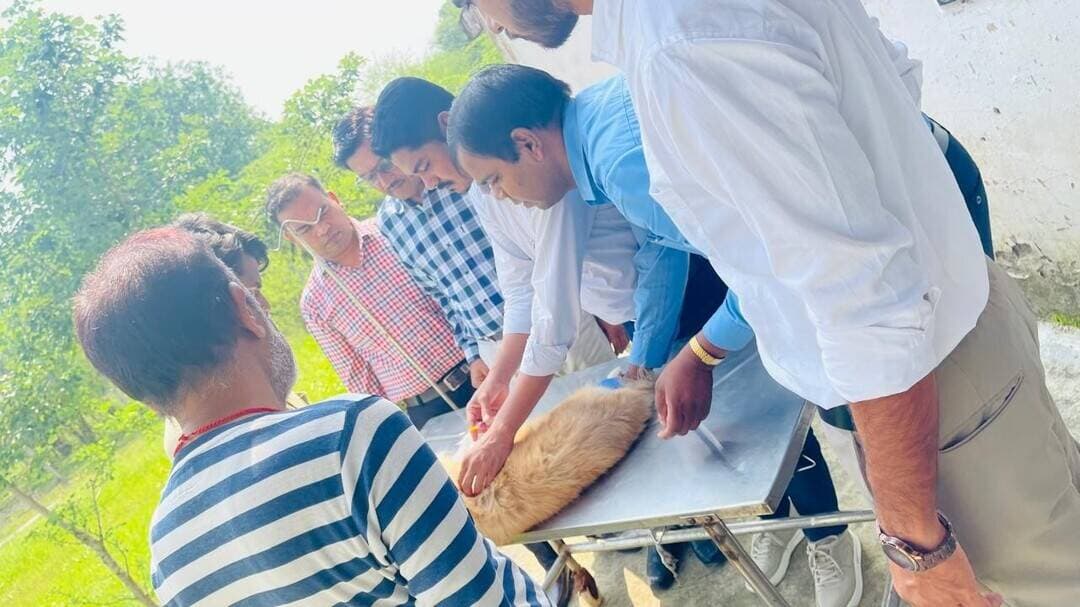 विश्व रेबीज दिवस पर मेगा वैक्सीनेशन कैंप संपन्न
==
85 पशुओं का हुआ निःशुल्क एंटी-रेबीज टीकाकरण,
=
वृक्षारोपण के साथ स्कूलों में चला जागरूकता अभियान
=
विश्व रेबीज दिवस के अवसर पर जिला पशु चिकित्सालय, प्रोफेसर कॉलोनी में विशाल निःशुल्क एंटी-रेबीज वैक्सीनेशन कैंप आयोजित किया गया। कलेक्टर प्रताप नारायण यादव के निर्देशन में आयोजित शिविर में डॉग, बिल्ली, गाय एवं बकरी सहित कुल 85 पशुओं का टीकाकरण किया गया।
इस सबंध में उप संचालक कृषि एवं पशुपालन दमोह ने बताया शिविर में दमोह की काल भैरव फाउंडेशन ने भी सक्रिय सहयोग किया। फाउंडेशन के स्वयंसेवकों द्वारा आवारा कुत्तों को पकड़कर उनका टीकाकरण कराया गया। साथ ही पशु चिकित्सालय परिसर में पर्यावरण संरक्षण का संदेश देते हुए वृक्षारोपण किया गया।
रेबीज के प्रति जन-जागरूकता बढ़ाने के उद्देश्य से दमोह के विभिन्न विद्यालयों में भी जागरूकता अभियान चलाया गया। विद्यार्थियों को रेबीज के संक्रमण, लक्षण, बचाव एवं पशुओं के प्रति मानवीय व्यवहार की जानकारी दी गई। डॉक्टरों ने बताया कि रेबीज एक गंभीर एवं जानलेवा बीमारी है, जिससे बचाव के लिए समय पर टीकाकरण अत्यंत महत्वपूर्ण है।
कार्यक्रम का आयोजन पशुपालन एवं डेयरी विभाग के उपसंचालक डॉ. के.पी. कुर्मी एवं सिविल सर्जन डॉ. विपिन बिहारी शुक्ला के मार्गदर्शन एवं उपस्थिति में किया गया।