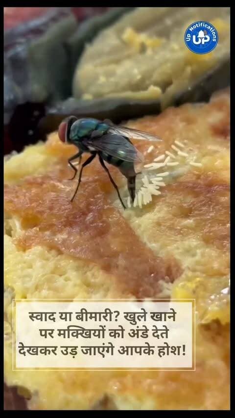 News viral Update - क्या आप भी ठेले या खुले रेस्टोरेंट पर रखा खाना शौक से खाते हैं? तो पहले ये सबूत देख लीजिए! सिर्फ कुछ ही सेकंड्स में एक मक्खी ने इस खाने पर अपने हज़ारों अंडे छोड़ दिए हैं। ये सिर्फ गंदगी नहीं, सीधे फूड पॉइजनिंग को दावत है। अपनी सेहत चुनें, बीमारी नहीं!
#FoodSafety
#StreetFoodReality
#HygieneMatters
#HealthyHabits
#PublicHealthAwareness
DISCLAIMER
This video is intended for news and informational purposes only. It does not promote, support, or encourage any form of violence, hatred, or illegal activity. The content is presented solely to inform the public. Viewer discretion is advised.
For Clear Communication Voice Is AI Generated .