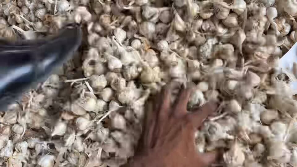30 सितंबर 2026 को कालापीपल मंडी में लहसुन का भाव आज लहसुन में भी तेजी का माहौल देखने को मिला हुआ है
