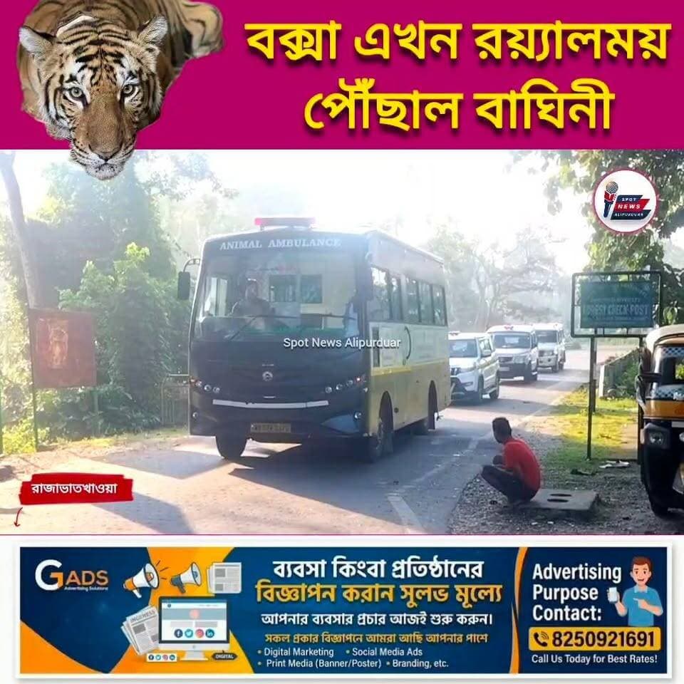 বিহারের বাঘিনী পৌঁছালো রাজাভাতখাওয়ায়, বক্সা এখন রয়্যালময়
#RoyalBengalTiger #tigress #highlightseveryone #Buxa #BTR Manoj Kumar Oraon