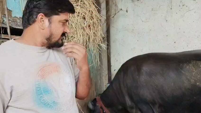 #बालाघाट
मुर्रा भैंसों ने खोली अंकित की आमदनी की नई राह
मुख्यमंत्री डेयरी प्लस योजना से मिला सहारा,
रोजाना 20 लीटर दूध उत्पादन से बढ़ी आर्थिक आत्मनिर्भरता
मेहनत, पशुपालन के प्रति रुचि और सरकारी योजना का सही लाभ मिले तो गांव में रहते हुए भी आय का मजबूत जरिया तैयार किया जा सकता है। बालाघाट विकासखंड के ग्राम भमोड़ी के युवा पशुपालक अंकित बिसेन ने इसे अपने प्रयासों से साबित किया है। मुख्यमंत्री डेयरी प्लस योजना का लाभ लेकर उन्होंने मुर्रा नस्ल की दो दुधारू भैंसें खरीदीं और अब इनके दूध से हर माह करीब 5 से 6 हजार रुपये की शुद्ध बचत अर्जित कर रहे हैं। बढ़ती आमदनी से उत्साहित अंकित अब अपने डेयरी व्यवसाय का विस्तार करने की दिशा में प्रयासरत हैं।
अंकित बताते हैं कि पशुपालन को आय का अतिरिक्त साधन बनाने की इच्छा थी, लेकिन अच्छी नस्ल के दुधारू पशु खरीदने के लिए पर्याप्त पूंजी जुटाना चुनौती थी। ऐसे समय में उप संचालक पशु चिकित्सा सेवाएं डॉ. घनश्याम परते की सलाह उनके लिए उपयोगी साबित हुई। उन्होंने मुख्यमंत्री डेयरी प्लस योजना की जानकारी लेकर इसका लाभ उठाया और योजना के माध्यम से मुर्रा नस्ल की दो दुधारू भैंसें खरीदीं।
2.95 लाख की इकाई, आधी राशि पर मिला अनुदान
अंकित ने बताया कि योजना के तहत दोनों भैंसों की इकाई लागत 2 लाख 95 हजार रुपये निर्धारित थी। इसमें उन्हें 50 प्रतिशत अर्थात 1 लाख 47 हजार 500 रुपये का अंशदान स्वयं करना पड़ा, जबकि इतनी ही राशि शासन से अनुदान के रूप में प्राप्त हुई। इस आर्थिक सहायता से उनके लिए बेहतर नस्ल के दुधारू पशु खरीदना संभव हो सका।
रोजाना 20 लीटर दूध, हर माह बचत
मुर्रा नस्ल की दोनों भैंसों से अंकित को वर्तमान में प्रतिदिन करीब 20 लीटर दूध प्राप्त हो रहा है। दूध की बिक्री से उन्हें नियमित आय मिल रही है। पशुओं के चारे, देखभाल और अन्य खर्चों को निकालने के बाद अंकित को हर माह करीब 5 से 6 हजार रुपये की शुद्ध बचत हो रही है। यह राशि उनके परिवार की आर्थिक जरूरतों में सहायक बन रही है।
अंकित कहते हैं कि डेयरी व्यवसाय में नियमित मेहनत और पशुओं की उचित देखभाल बेहद जरूरी है। वे पशुओं के स्वास्थ्य, खान-पान और स्वच्छता पर विशेष ध्यान दे रहे हैं। उनका लक्ष्य आने वाले समय में पशुओं की संख्या बढ़ाकर दूध उत्पादन और आमदनी में वृद्धि करना है।
योजना बनी आत्मनिर्भरता की सीढ़ी
अंकित बिसेन की कहानी बताती है कि सरकारी योजनाएं केवल आर्थिक सहायता तक सीमित नहीं हैं, बल्कि ग्रामीण परिवारों के लिए आय के नए अवसर तैयार करने का माध्यम भी बन सकती हैं। योजना के माध्यम से मिली सहायता ने अंकित को बेहतर नस्ल के पशु खरीदने में मदद की और अब वे पशुपालन को व्यवस्थित व्यवसाय के रूप में आगे बढ़ाने की तैयारी कर रहे हैं।
गांव के युवा के रूप में अंकित का यह प्रयास दूसरे ग्रामीण युवाओं के लिए भी प्रेरणादायी है। उन्होंने दिखाया है कि यदि उपलब्ध योजनाओं की जानकारी लेकर उनका सही उपयोग किया जाए और मेहनत के साथ पशुपालन किया जाए, तो खेती के साथ डेयरी व्यवसाय को अतिरिक्त आय के प्रभावी साधन के रूप में विकसित किया जा सकता है।
#सेवा_संकल्प_अभियान #SevaSankalpAbhiyan #CMMadhyaPradesh #JansamparkMP #mp_husbandry