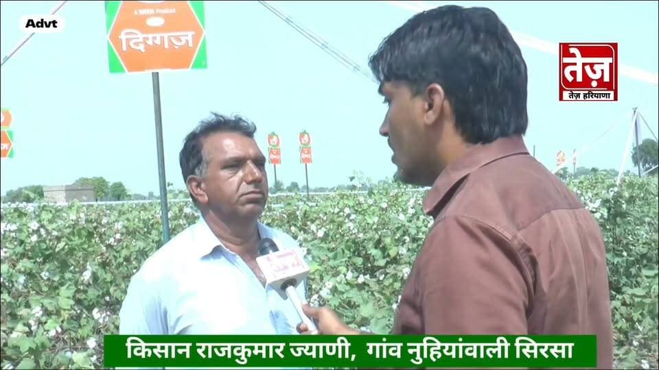 गांव नुहियांवाली में दिगज नरमे को देखने वाले किसानों की लगी भीड़, टिंडों से भरे पौधे, देखकर हर कोई हैरान, किसान बोला 13 किंवटल एकड़ का निकालूंगा