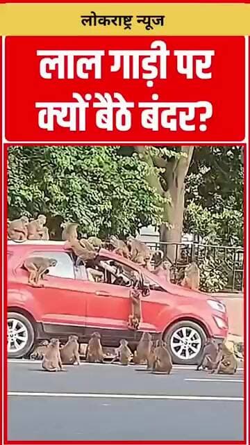 लाल गाड़ी पर क्यों बैठे बंदर?